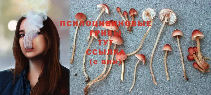 где продают наркотики  Ермолино  Галлюциногенные грибы Psilocybe 